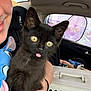 kitten, black_cat, pet, car_interior, person, hand, toy, child_seat, pet_carrier, window, seat, fur, tongue_out, cute, animal, eyes, ears, whiskers, holding, travel