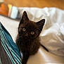 Aslan participe au concours pour gagner de l'argent avec cette photo : kitten, cat, black_cat, pet, animal, cute, feline, young, whiskers, curious, indoor, soft, bed, blanket, striped_fabric, closeup, portrait, fur, small, domestic_animal