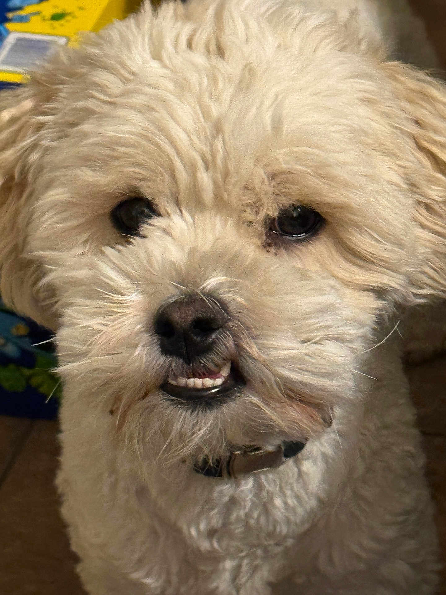 Buddy is registered to the contest to win money with this photo: dog, pet, fluffy, curly_fur, cream_color, smiling, teeth, close_up, indoors, collar, cute, canine, animal, face, fur_texture, portrait, looking, domestic_animal, friendly, whiskers
