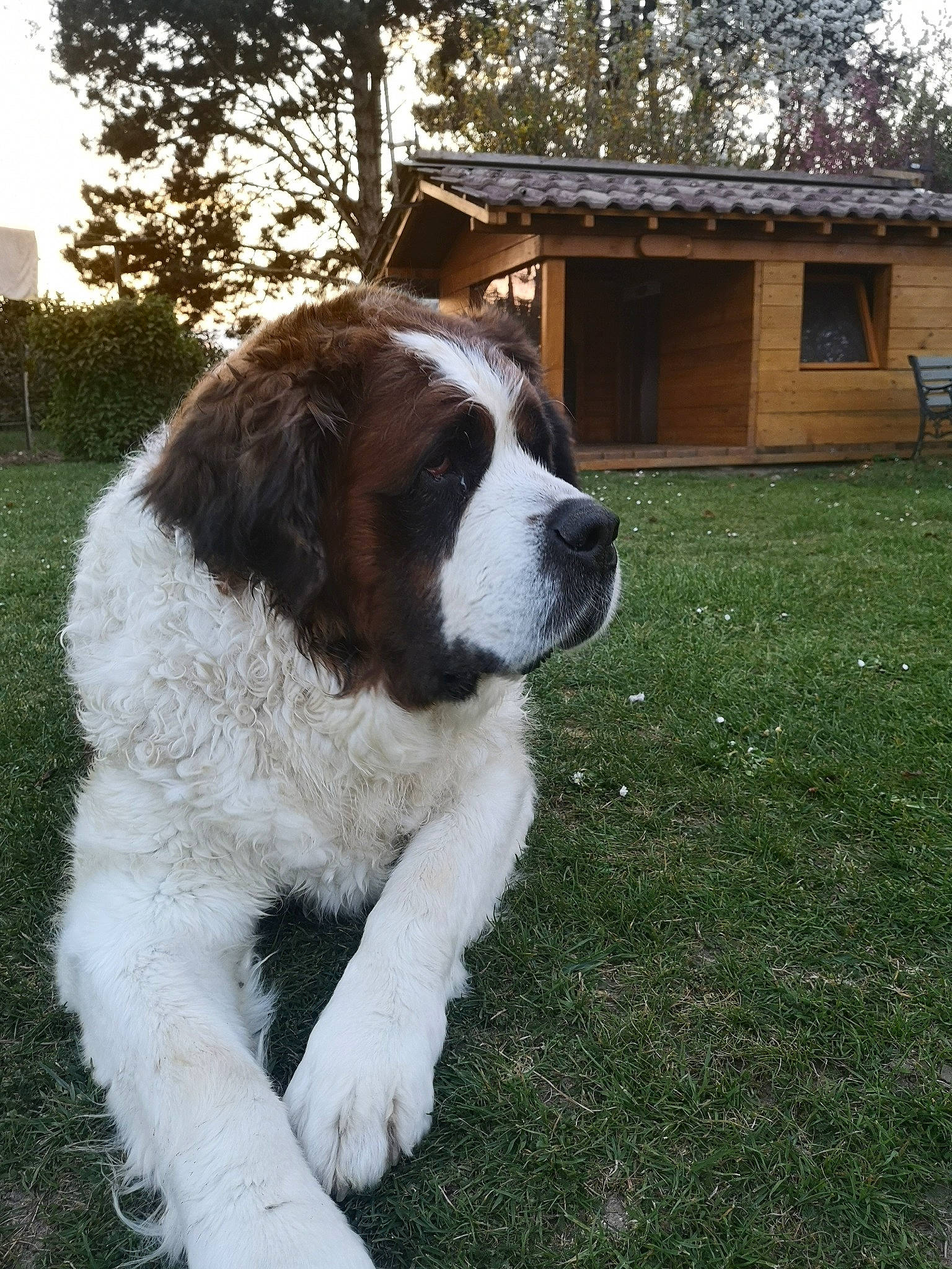 Gaya participe au concours pour gagner de l'argent avec cette photo : bucovina_shepherd_dog, canidae, carnivore, companion_dog, dog, dog_breed, drentse_patrijshond, giant_dog_breed, karakachan_dog, landseer, mammal, moscow_watchdog, mucuchies, pyrenean_mastiff, snout, sporting_group, st_bernard, tornjak, vertebrate