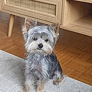 Aiko participe au concours pour gagner de l'argent avec cette photo : dog, small_dog, fluffy, sitting, indoor, carpet, wooden_furniture, drawer, floor, curious, pet, fur, ears, face, animal, cute, domestic_animal, home, living_room, toy