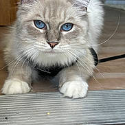 Shae joined the competition — help win amazing prizes! abyssinian, accessories, angora, animal, cat, hardwood, kitten, manx, pet, plywood, siamese, snout, strap, wood