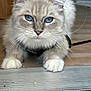 abyssinian, accessories, angora, animal, cat, hardwood, kitten, manx, pet, plywood, siamese, snout, strap, wood