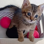 Chakra participe au concours pour gagner de l'argent avec cette photo : kitten, cat, tabby, basket, toy, pink_ball, pet, animal, cute, curious, indoor, whiskers, feline, small, young, playful, climbing, container, domestic, fur