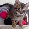 kitten, cat, tabby, basket, toy, pink_ball, pet, animal, cute, curious, indoor, whiskers, feline, small, young, playful, climbing, container, domestic, fur