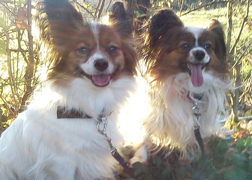 Jinny Et Nessy a rejoint le concours — aidez-le/la à gagner de superbes lots ! canidae, carnivore, companion_dog, dog, dog_breed, fawn, fur, grass, liver, papillon, plant, smile, snout, spaniel, sporting_group, terrestrial_animal, toy_dog, whiskers, wildlife, working_dog