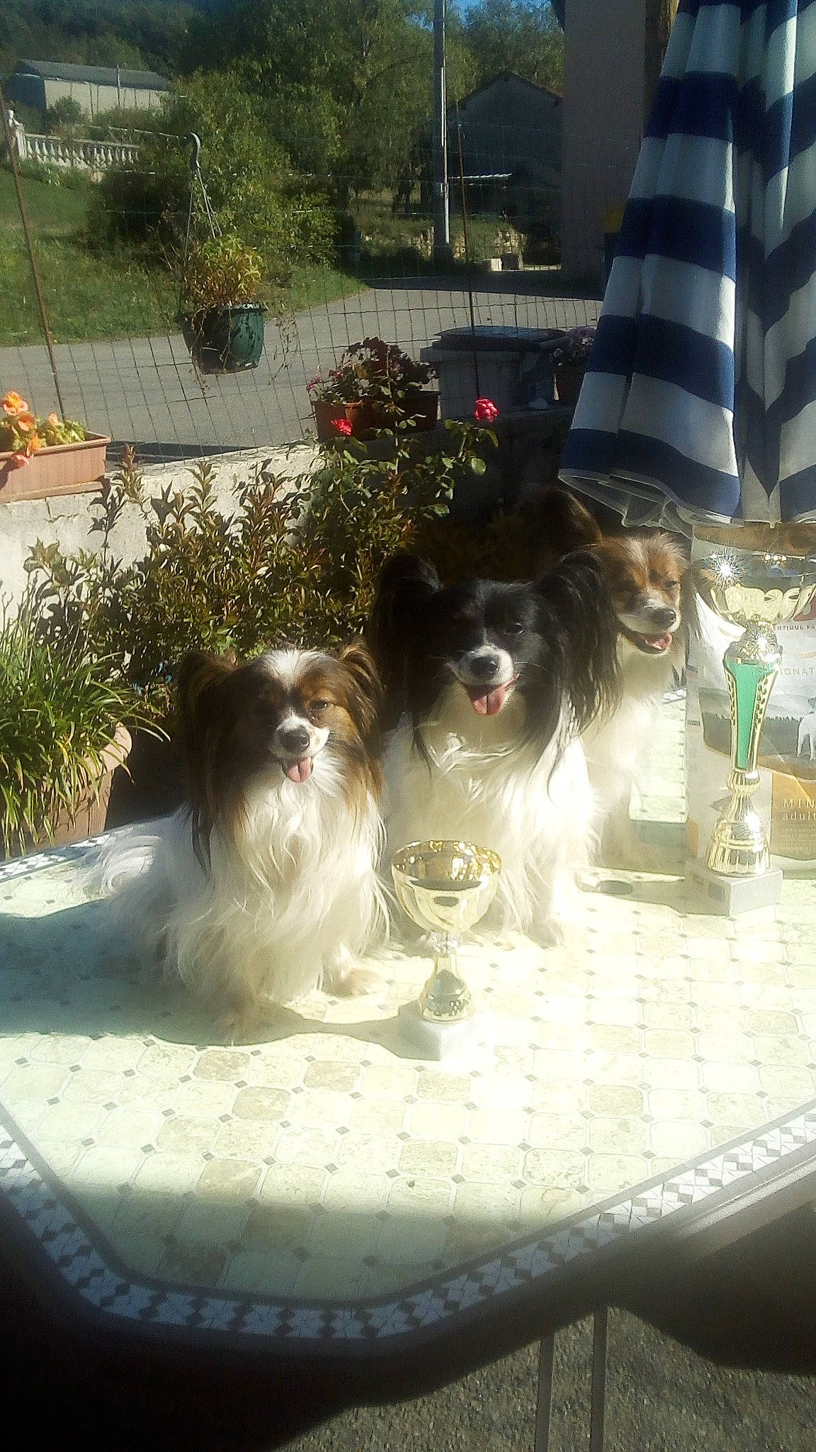 Jinny Et Nessy participe au concours pour gagner de l'argent avec cette photo : canidae, carnivore, companion_dog, dog, dog_breed, dog_supply, fur, mammal, pekingese, plant, recipe, shade, sporting_group, table, tableware, terrier, toy_dog, vertebrate, wine_glass, working_dog
