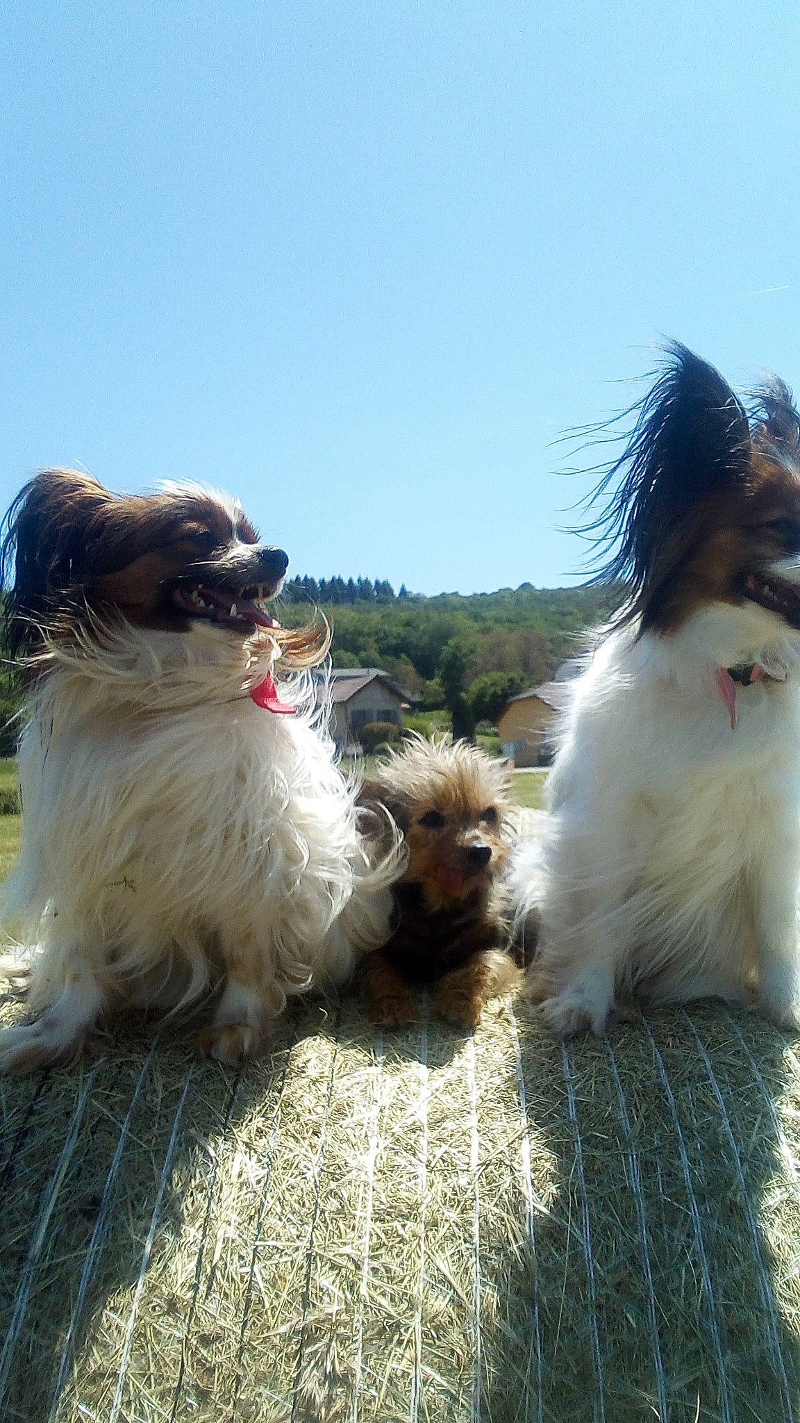 Jinny Et Nessy participe au concours pour gagner de l'argent avec cette photo : canidae, carnivore, companion_dog, dog, dog_breed, dog_collar, eyewear, fawn, fun, fur, goggles, grass, plant, sky, sporting_group, tail, terrier, toy_dog, tree, working_animal