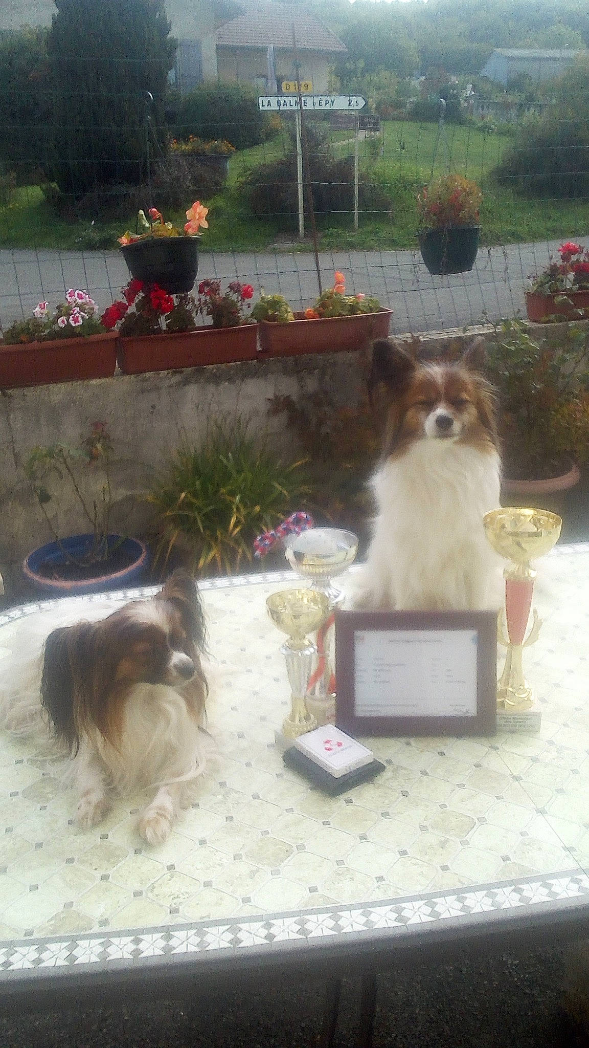 Jinny Et Nessy participe au concours pour gagner de l'argent avec cette photo : canidae, carnivore, companion_dog, dog, dog_breed, dog_supply, fawn, flower, flowerpot, fur, houseplant, liver, outdoor_furniture, pet_supply, plant, sidewalk, sporting_group, table, toy_dog, vertebrate