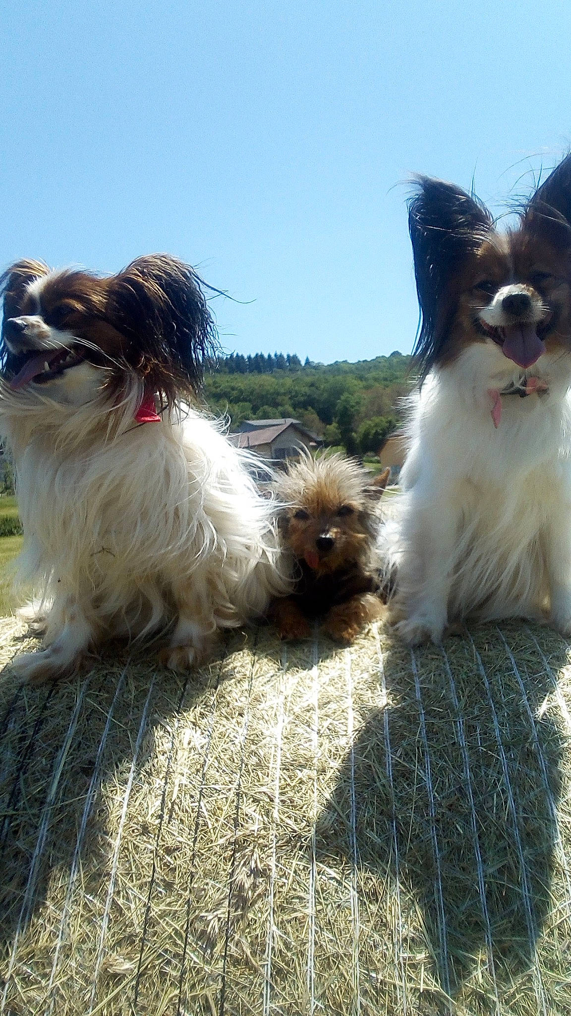 Nessy participe au concours pour gagner de l'argent avec cette photo : canidae, carnivore, collar, companion_dog, dog, dog_breed, dog_collar, dog_supply, fawn, fur, grass, liver, sky, snout, sporting_group, tail, terrier, toy_dog, water_dog, working_animal