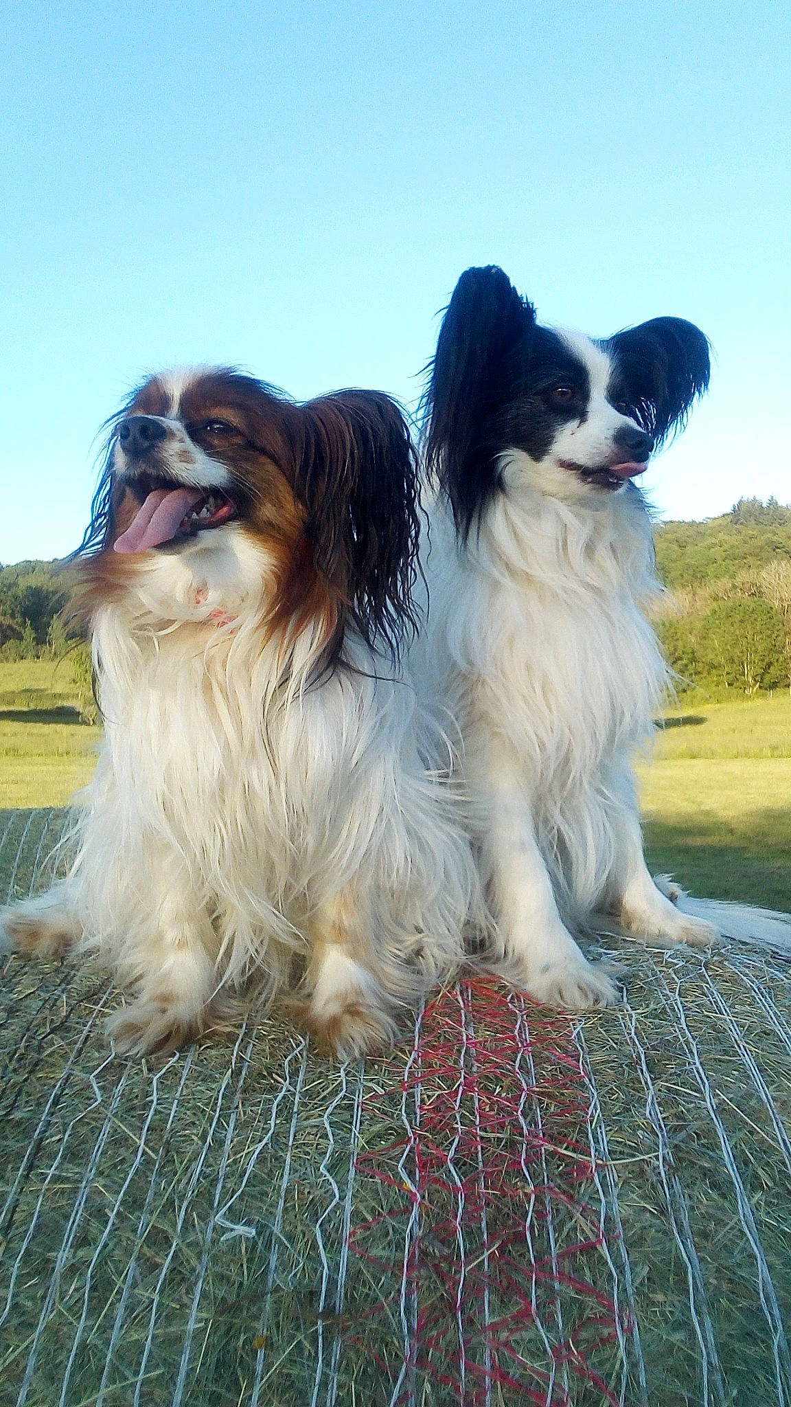 Nessy a rejoint le concours — aidez-le/la à gagner de superbes lots ! canidae, carnivore, companion_dog, dog, dog_breed, fur, grass, gun_dog, king_charles_spaniel, liver, papillon, plant, sky, snout, spaniel, sporting_group, tree, working_animal, working_dog