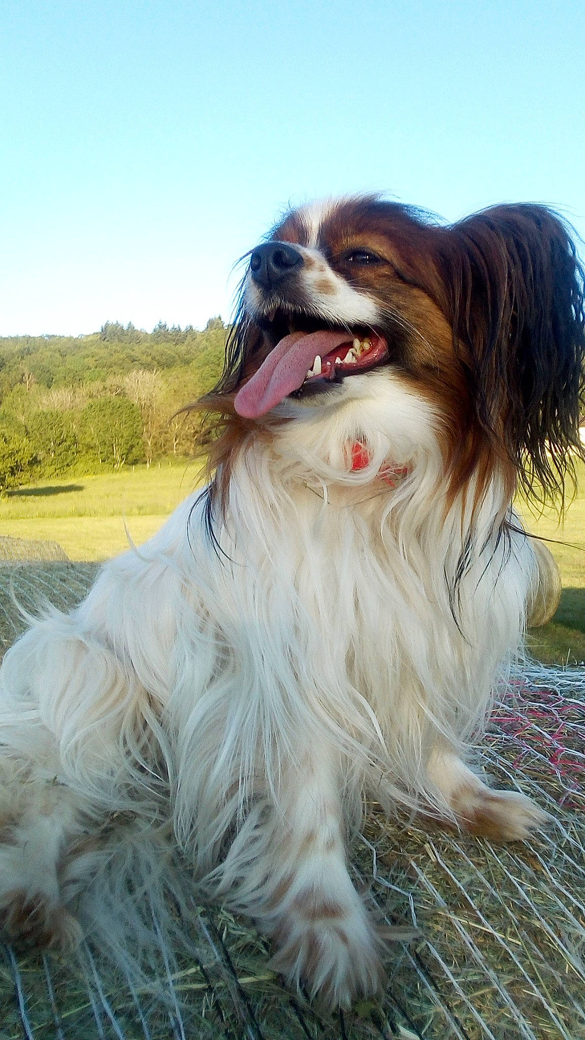 Nessy participe au concours pour gagner de l'argent avec cette photo : canidae, carnivore, companion_dog, dog, dog_breed, dog_supply, fang, fur, grass, happy, hat, liver, plant, sky, smile, snout, sporting_group, whiskers, working_dog, yawn