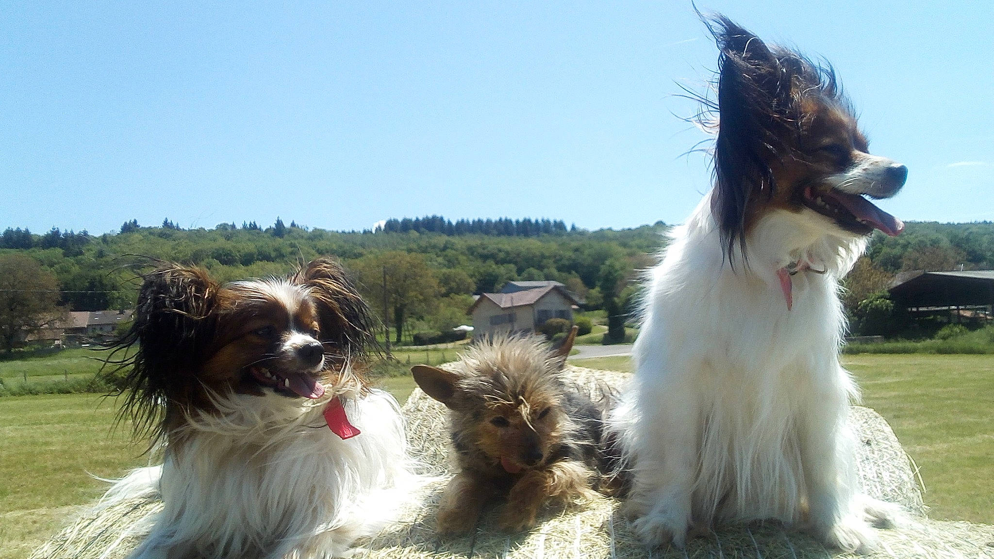 Nessy participe au concours pour gagner de l'argent avec cette photo : canidae, carnivore, collar, companion_dog, dog, dog_breed, dog_collar, fur, grass, herding_dog, liver, mammal, plant, sky, snout, sporting_group, toy_dog, tree, vertebrate, working_animal