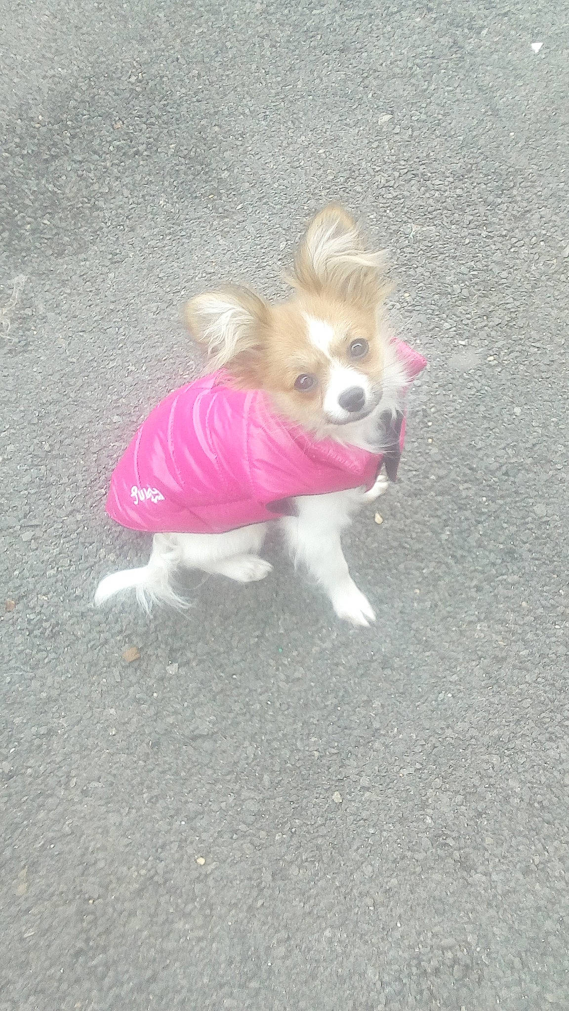 T'Oceane participe au concours pour gagner de l'argent avec cette photo : asphalt, canidae, carnivore, companion_dog, dog, dog_breed, dog_clothes, dog_supply, fawn, fur, paw, pet_supply, road_surface, small_terrier, snout, sporting_group, tail, terrier, toy_dog, whiskers