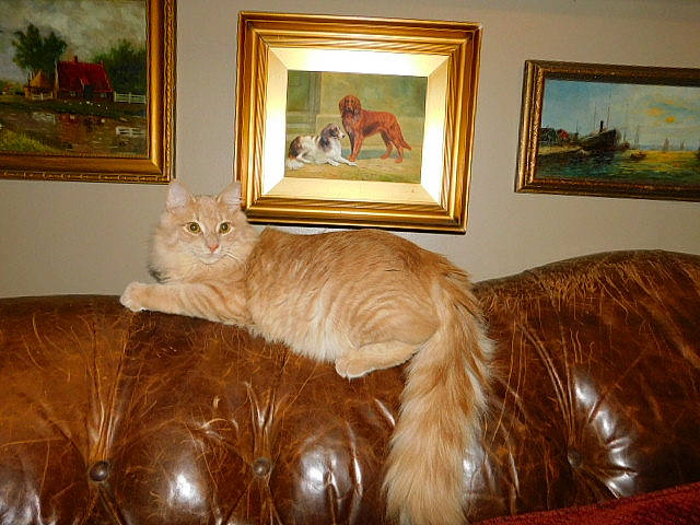 Eli joined the competition — help win amazing prizes! art, brown, carnivore, cat, comfort, couch, fawn, felidae, liver, mammal, painting, picture_frame, plant, room, small_to_medium_sized_cats, tail, textile, vertebrate, whiskers, wood