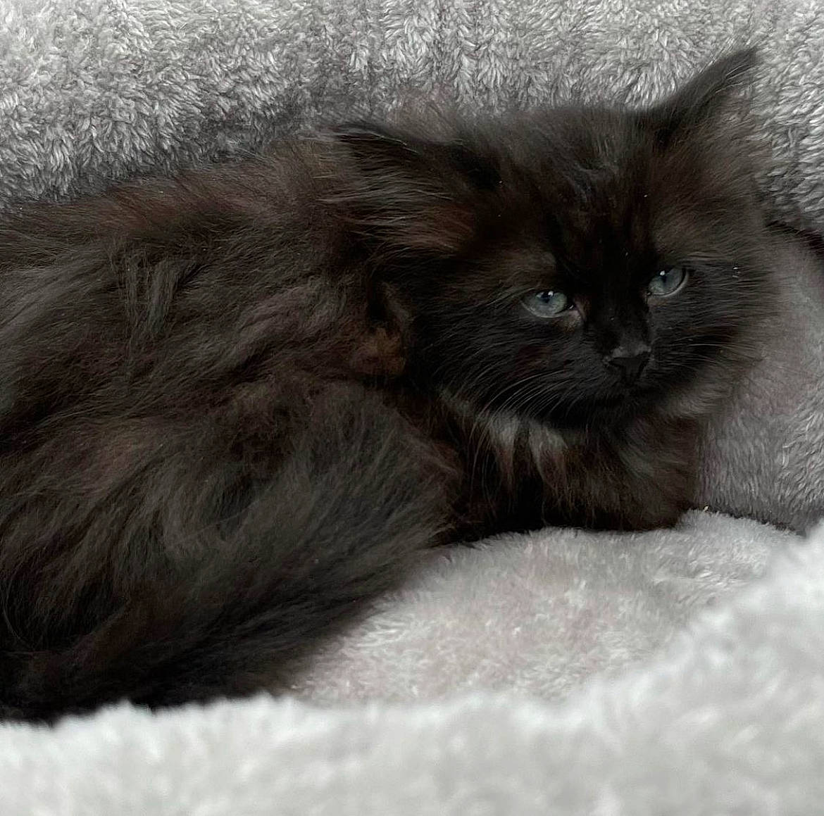 Lilah joined the competition — help win amazing prizes! british_longhair, carnivore, cat, claw, comfort, fawn, felidae, fur, grey, iris, small_to_medium_sized_cats, snout, tail, terrestrial_animal, whiskers