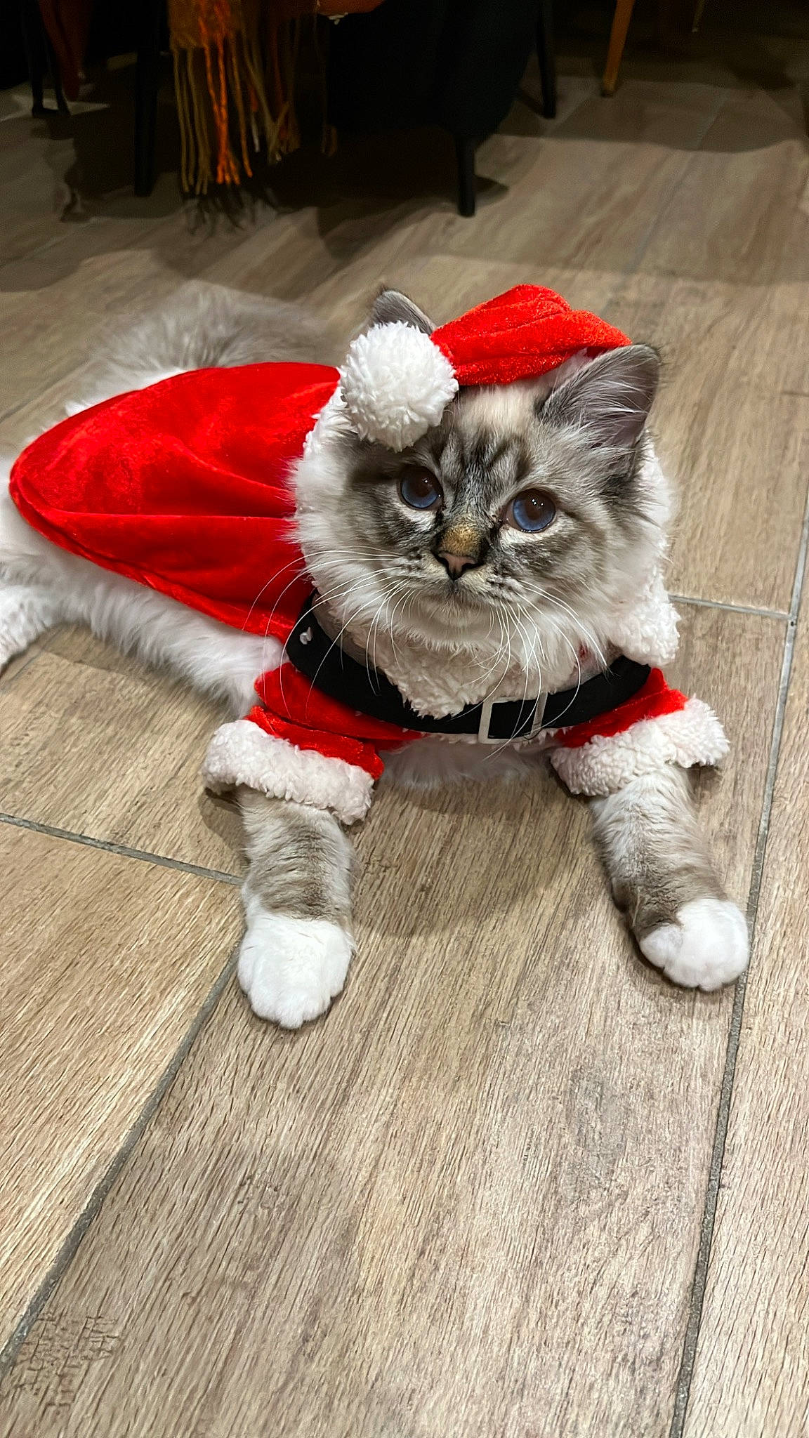 Tiamo participe au concours pour gagner de l'argent avec cette photo : canidae, carnivore, cat, cat_toy, claw, companion_dog, domestic_short_haired_cat, fashion_accessory, fawn, felidae, flooring, foot, fur, grey, hardwood, paw, small_to_medium_sized_cats, tail, whiskers, wood