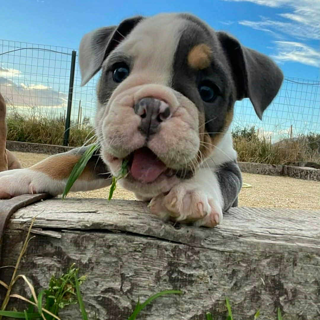 Stitch participe au concours pour gagner de l'argent avec cette photo : animal, ball, bostonbull, boxer, bulldog, canine, dog, fence, football, frenchbulldog, grass, pet, pitbull, plant, puppy, snout, soccer, soccerball, sport, whitedog