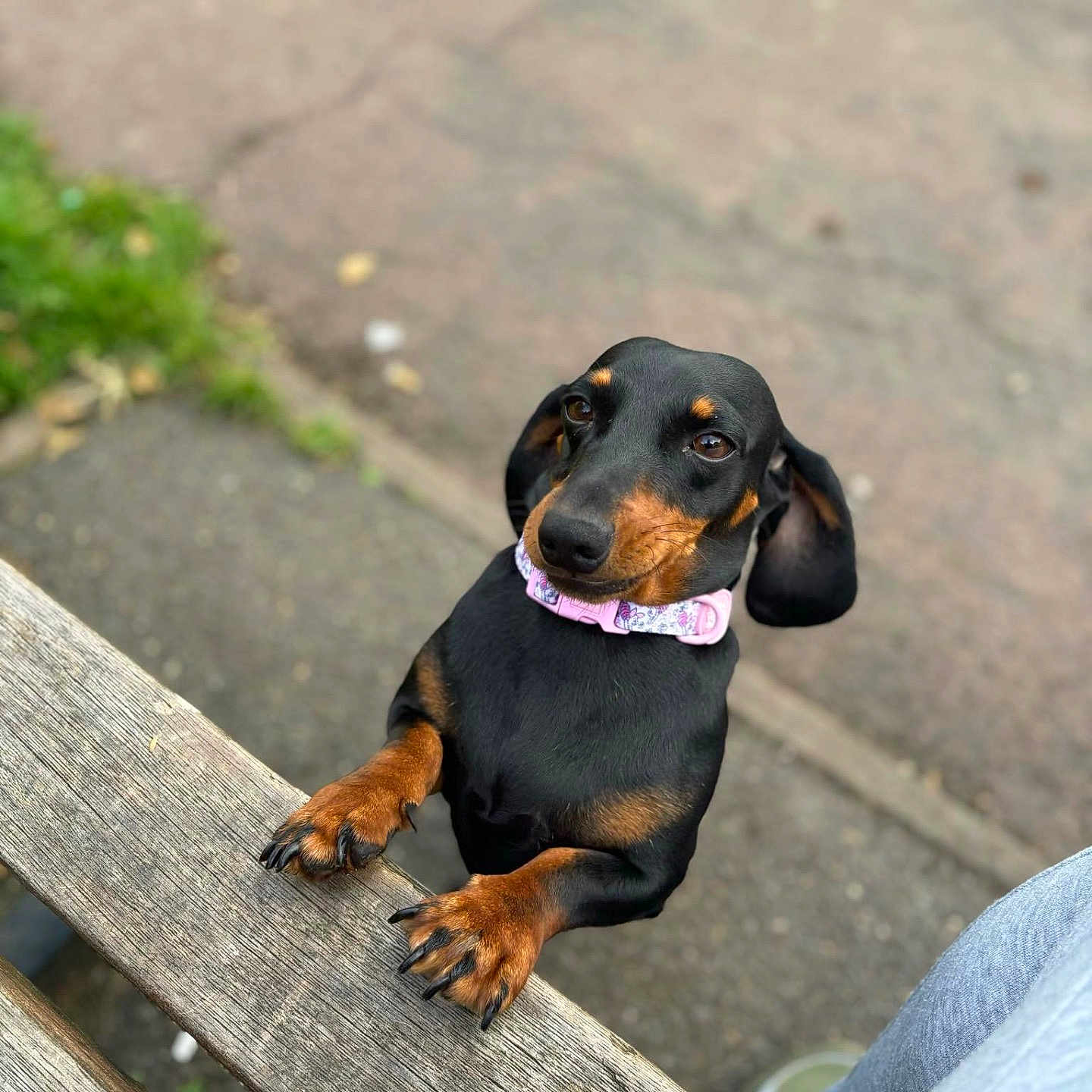 Sisy is registered to the contest to win money with this photo: accessories, animal, bench, bodypart, canine, clothing, collar, dog, furniture, grass, hound, leash, mouth, pants, person, pet, plant, puppy, snout, strap