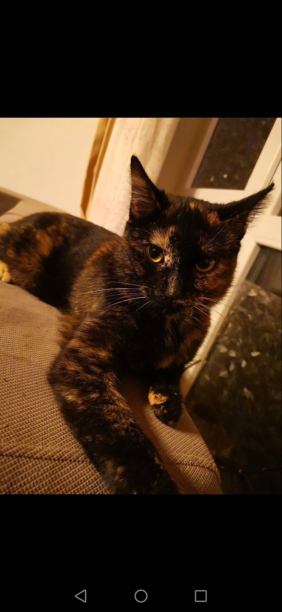 Haugy participe au concours pour gagner de l'argent avec cette photo : black_cat, carnivore, cat, claw, darkness, domestic_short_haired_cat, felidae, fur, human_leg, monochrome, monochrome_photography, paw, shadow, small_to_medium_sized_cats, snout, tail, terrestrial_animal, tints_and_shades, whiskers