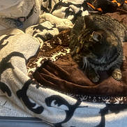 Junior is registered to the contest to win money with this photo: animal, bed, blanket, cat, collar, companion, cozy, dog, domestic_animal, fur, furry, home, indoor, patterned_blanket, pet, relaxed, resting, sleepy, tabby_cat, warm