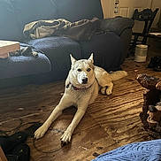 Kera Knight joined the competition — help win amazing prizes! animal, blanket, cat, collar, couch, cozy, dog, door, furniture, husky, indoor, living_room, natural_light, paw, pet, relaxed, shoes, stretching, window, wooden_floor