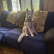 Kera Knight joined the competition — help win amazing prizes! dog, husky, sitting, couch, blanket, indoor, window, curtain, floor, wooden_floor, pet, animal, furniture, domestic, cozy, natural_light, heterochromia, blue_couch, leash, collar