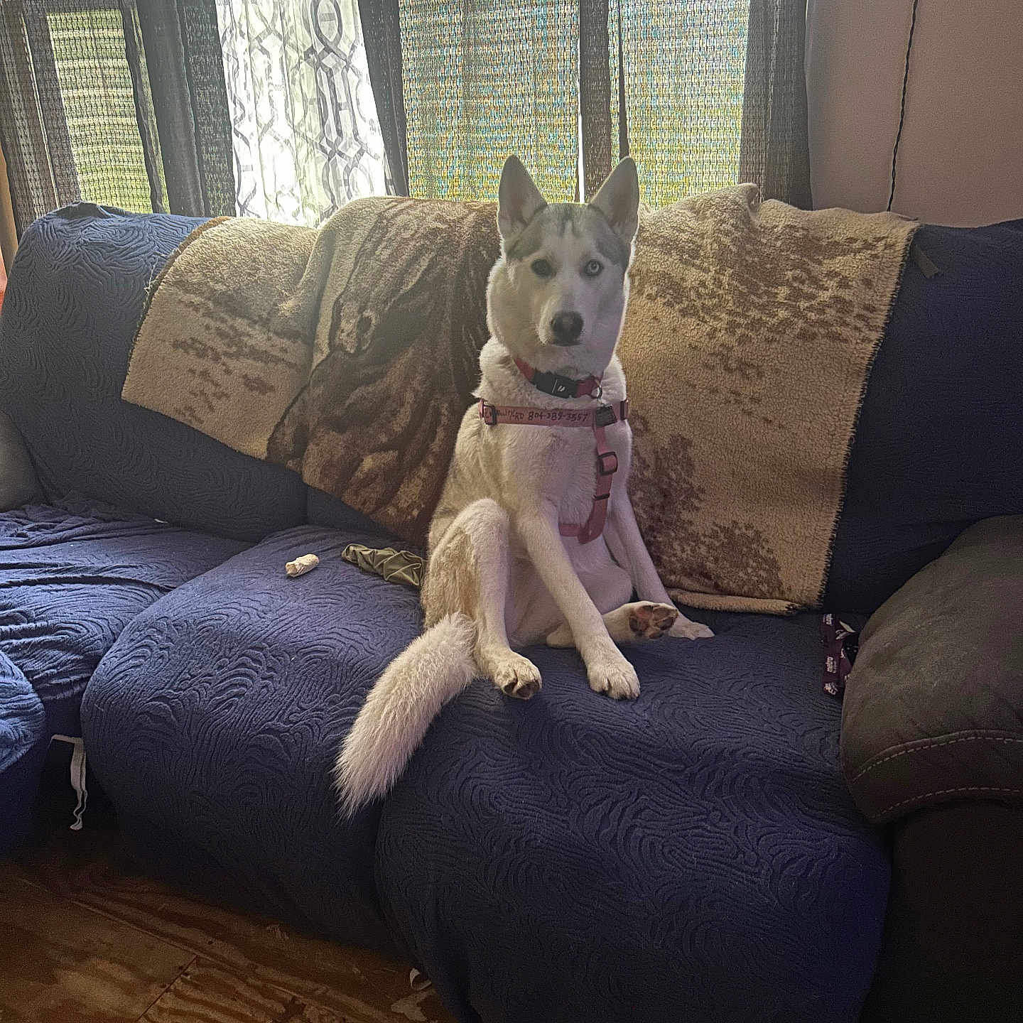Kera Knight joined the competition — help win amazing prizes! animal, blanket, blue_couch, collar, couch, cozy, curtain, dog, domestic, floor, furniture, heterochromia, husky, indoor, leash, natural_light, pet, sitting, window, wooden_floor