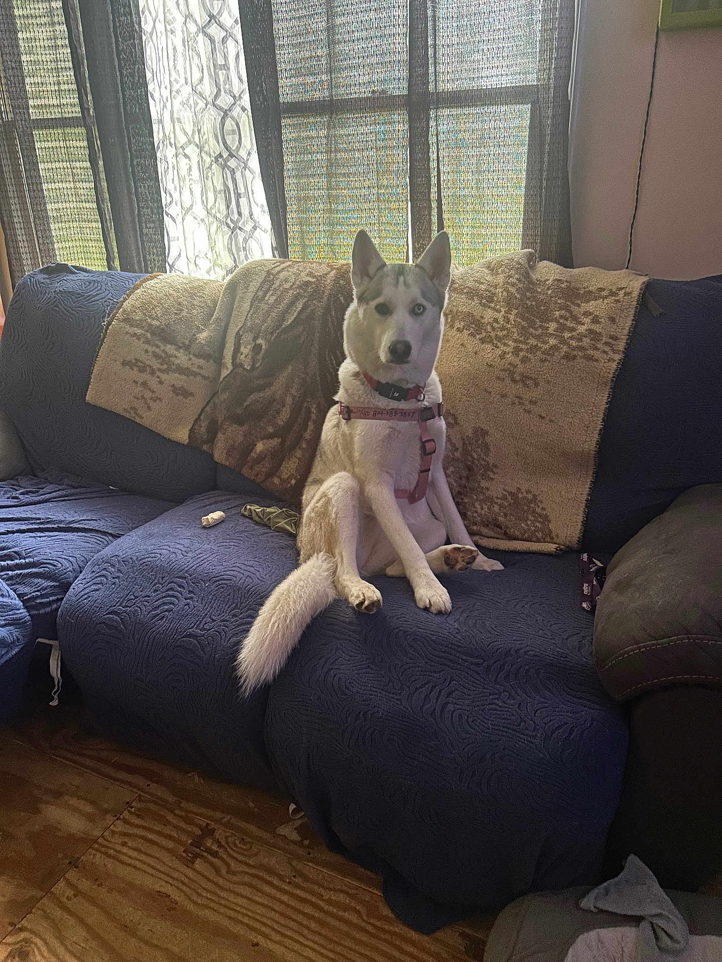 Kera Knight joined the competition — help win amazing prizes! dog, husky, sitting, couch, blanket, indoor, window, curtain, floor, wooden_floor, pet, animal, furniture, domestic, cozy, natural_light, heterochromia, blue_couch, leash, collar