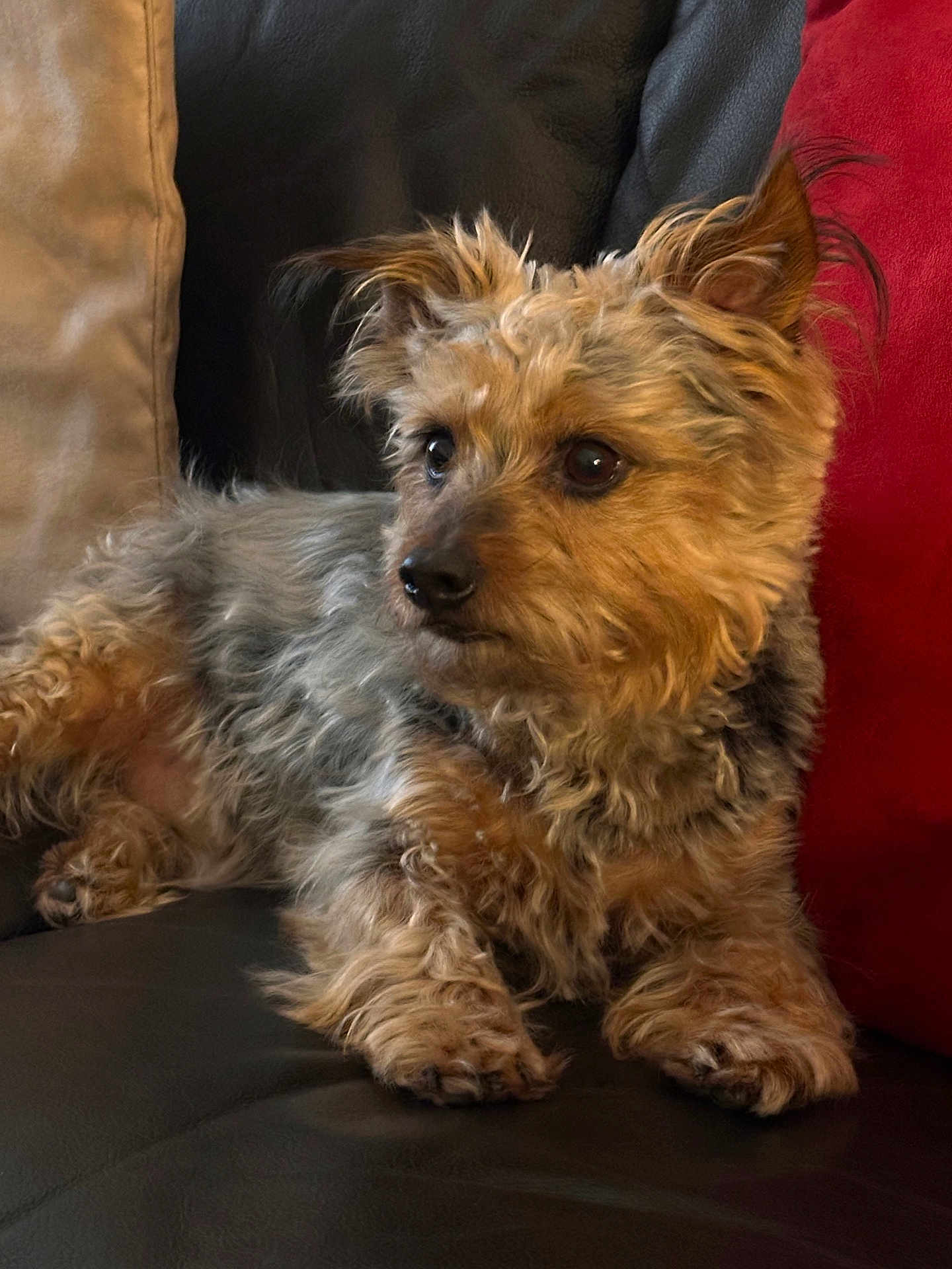 Harley is registered to the contest to win money with this photo: animal, beige, black, brown, canine, companion, couch, curly_hair, cute, dog, ears, fur, indoor, leather, paw, pet, red, relaxed, side_view, snout
