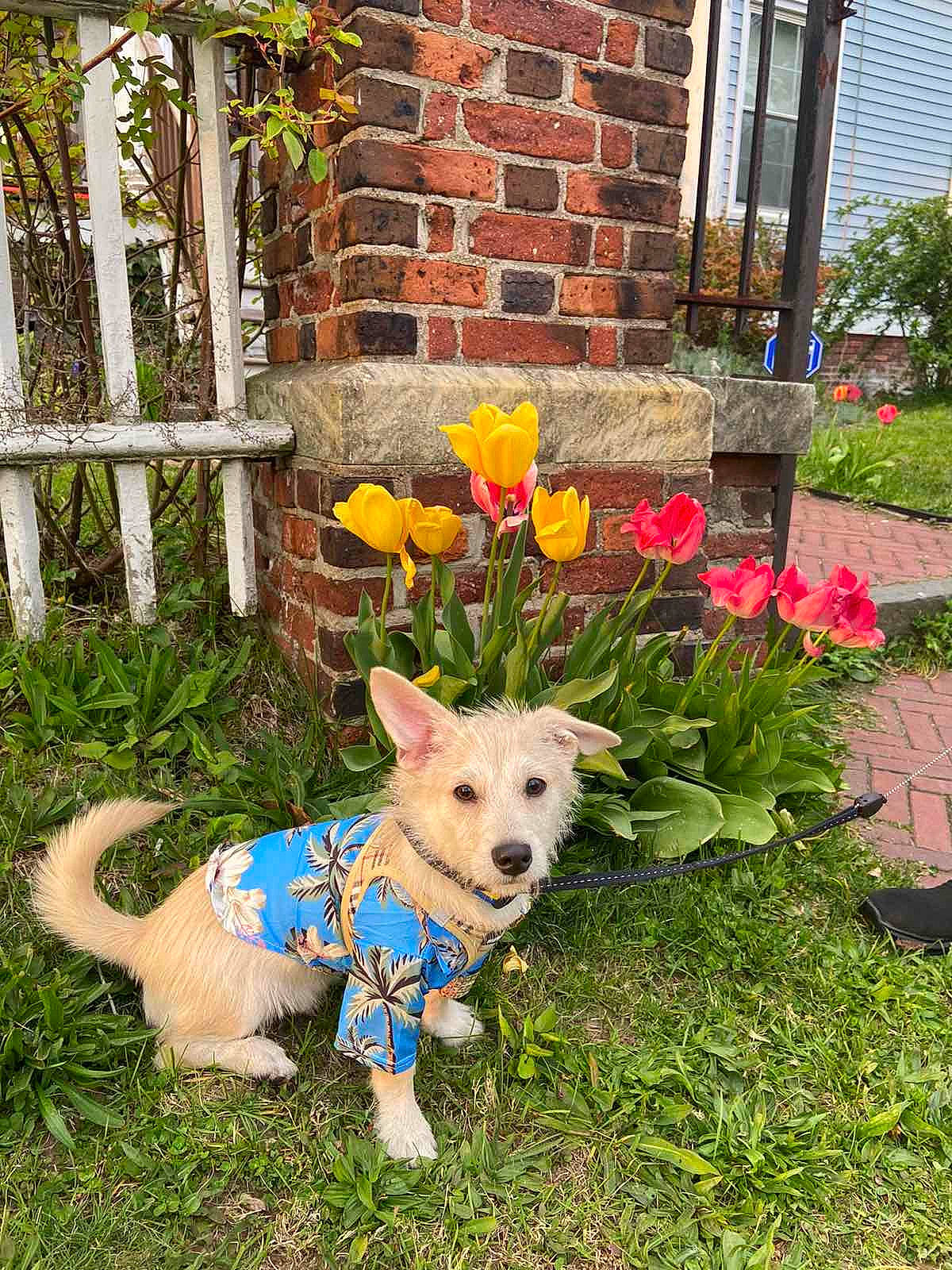 Booster is registered to the contest to win money with this photo: annual_plant, canidae, carnivore, chair, collar, companion_dog, dog, dog_breed, dog_clothes, dog_supply, fawn, flower, garden, grass, lawn, pet_supply, plant, sporting_group, tail, window