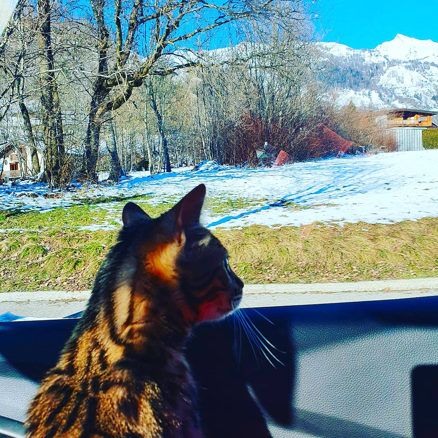 Mikette a rejoint le concours — aidez-le/la à gagner de superbes lots ! carnivore, cat, felidae, freezing, fur, small_to_medium_sized_cats, snout, snow, sunlight, tail, whiskers, winter