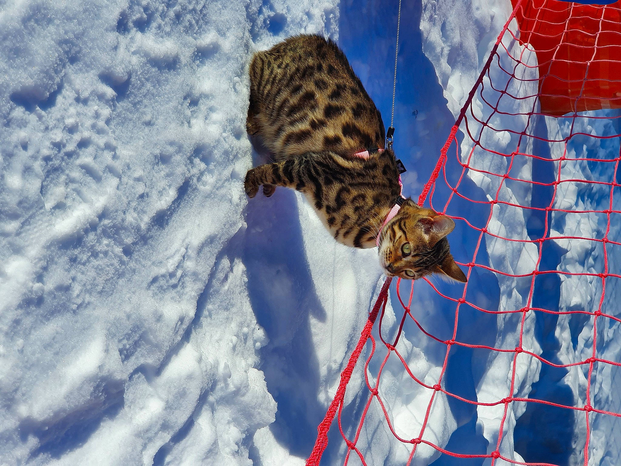 Mikette participe au concours pour gagner de l'argent avec cette photo : big_cats, carnivore, cat, felidae, fur, leopard, mesh, net, small_to_medium_sized_cats, terrestrial_animal, vertebrate, wildlife