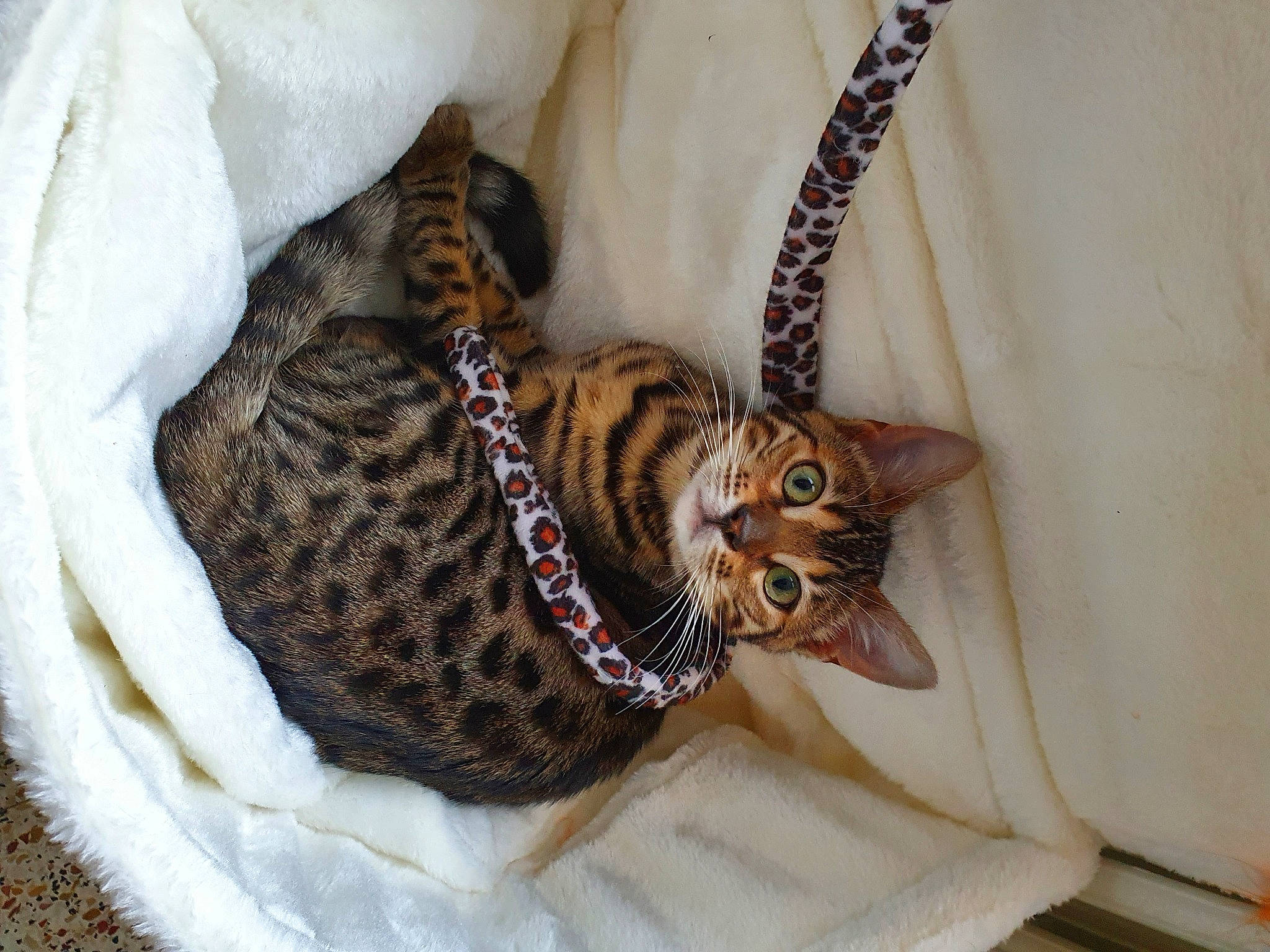 Mikette a rejoint le concours — aidez-le/la à gagner de superbes lots ! carnivore, cat, cat_bed, domestic_short_haired_cat, felidae, fur, organism, small_to_medium_sized_cats, snout, tabby_cat, tail, terrestrial_animal, vertebrate, whiskers