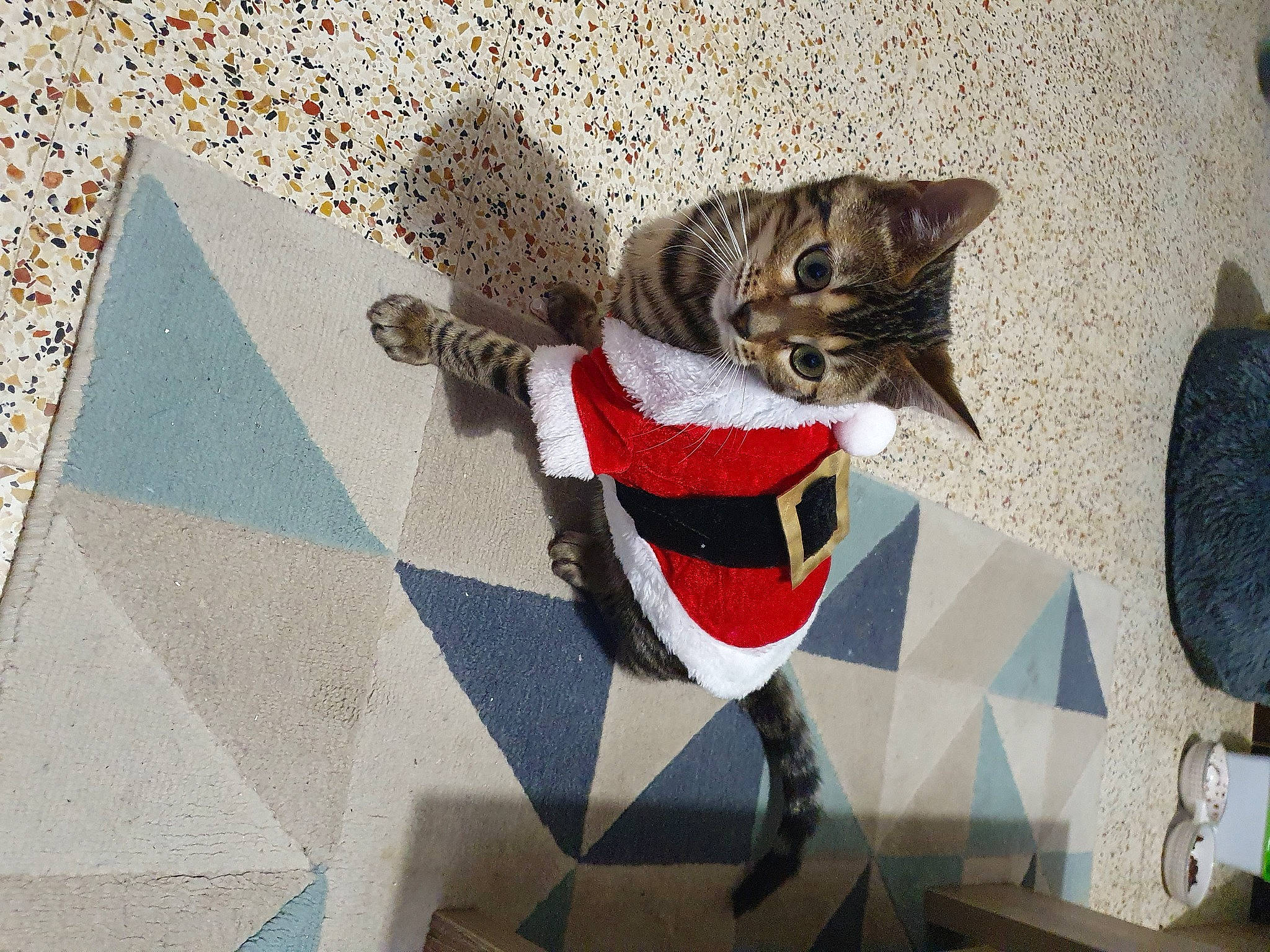 Mikette participe au concours pour gagner de l'argent avec cette photo : carnivore, cat, collar, domestic_short_haired_cat, felidae, flooring, fur, pet_supply, small_to_medium_sized_cats, snout, tabby_cat, tail, tile, tongue, whiskers