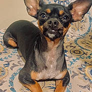 Luna May joined the competition — help win amazing prizes! animal, black_and_tan, brown_markings, couch, cushion, dog, funny_expression, indoors, large_ears, looking_at_camera, patterned_background, pet, pointed_ears, portrait, short_coat, sitting, small_dog, tooth, white_chest, white_paws