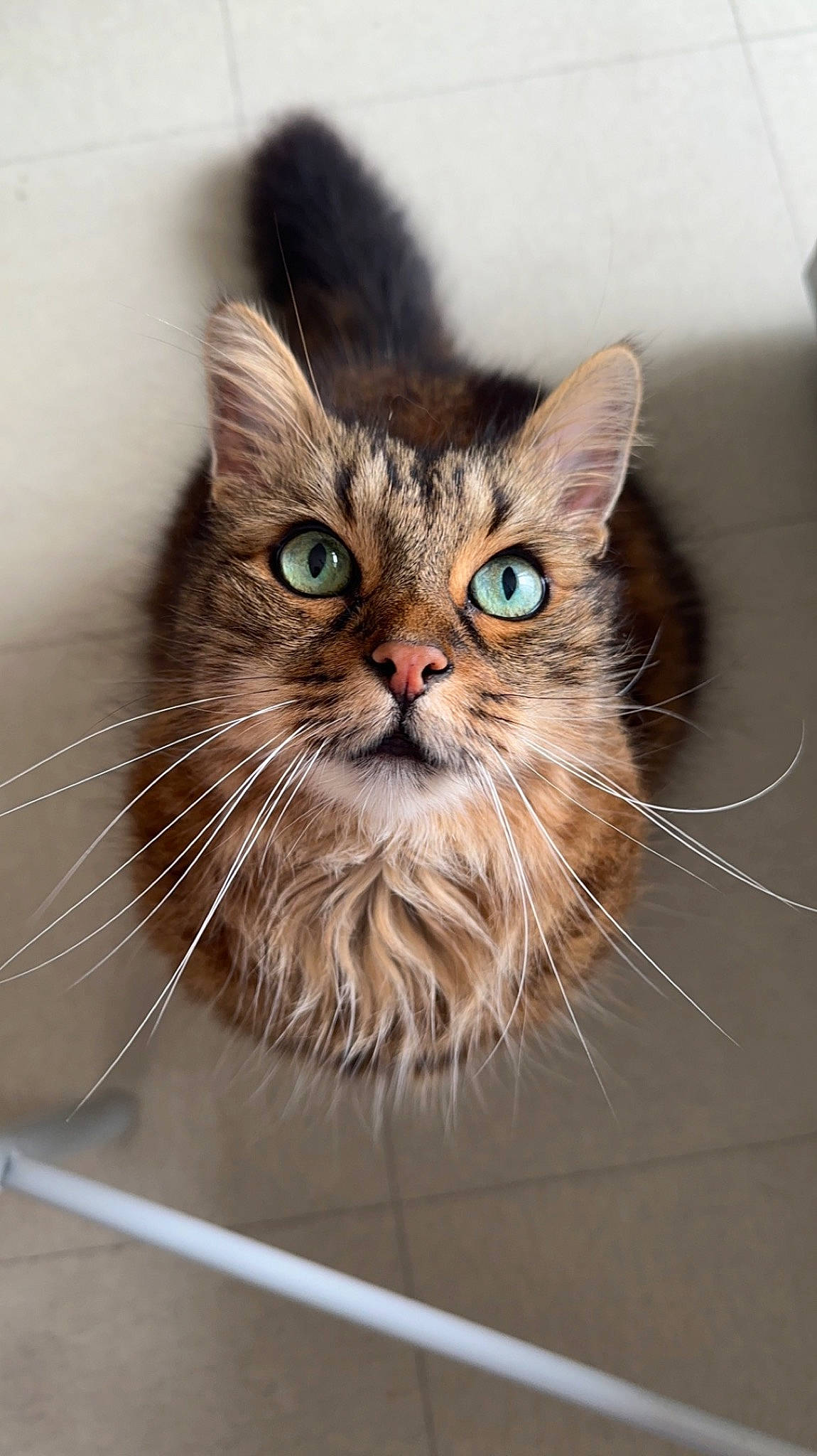 Bijou participe au concours pour gagner de l'argent avec cette photo : box, carnivore, cat, domestic_short_haired_cat, fawn, felidae, fur, iris, small_to_medium_sized_cats, snout, terrestrial_animal, whiskers, wood