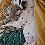 Snoopy participe au concours pour gagner de l'argent avec cette photo : dog, puppy, sleeping, blanket, stuffed_animal, elephant_toy, cozy, spots, resting, bed, paw, fur, toy, nap, indoor, soft, cute, pet, animal, relaxation