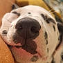 Snoopy a rejoint le concours — aidez-le/la à gagner de superbes lots ! dog, dalmatian, close_up, sleeping, nose, face, whiskers, fur, spots, pet, animal, cute, snuggling, relaxation, cozy, soft_focus, portrait, muzzle, resting, warm_lighting