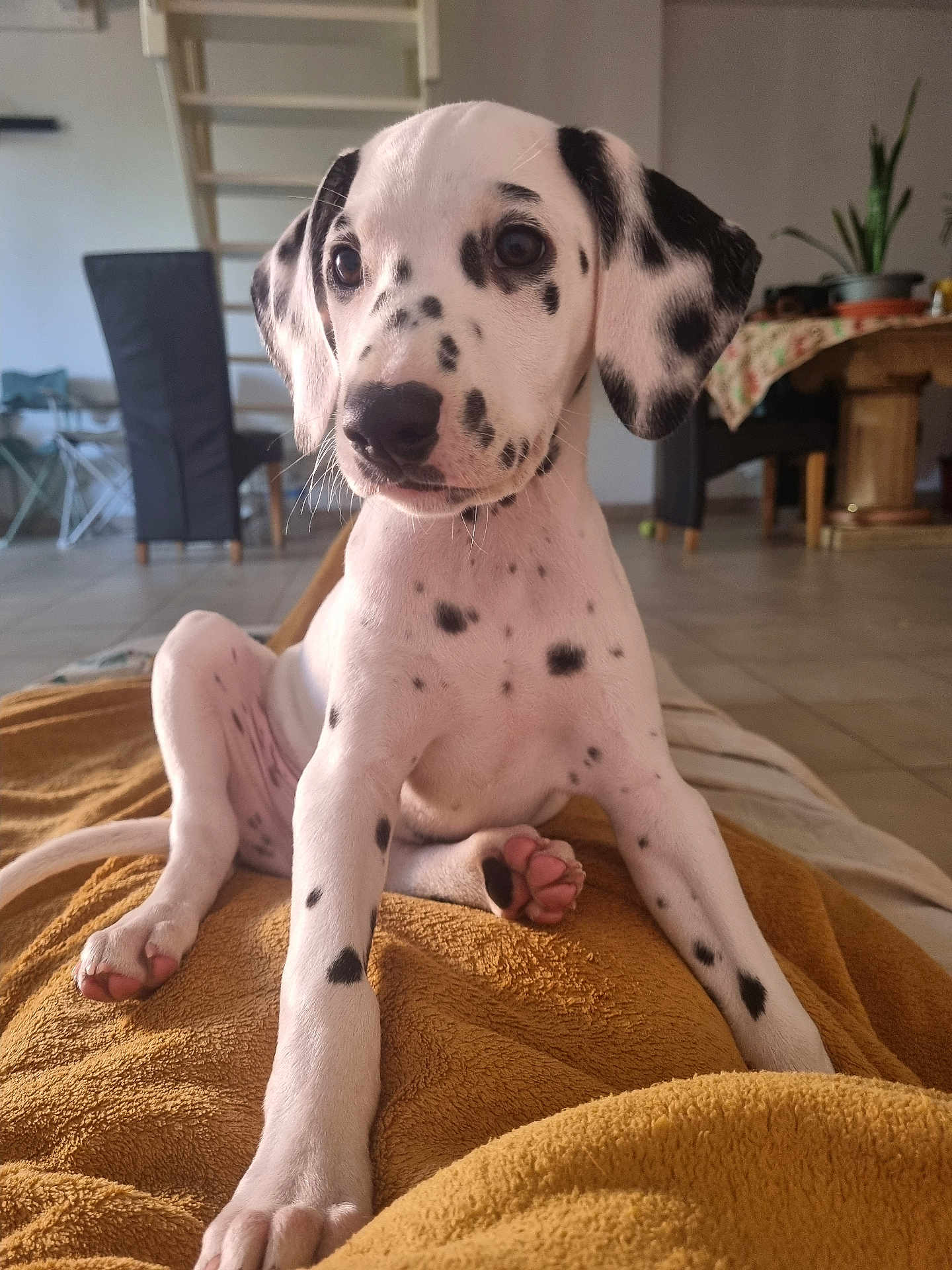 Snoopy participe au concours pour gagner de l'argent avec cette photo : dalmatian, puppy, dog, pet, indoor, blanket, spots, fur, cute, animal, canine, floor, chair, table, plant, living_room, portrait, young, sitting, pink_paw_pads