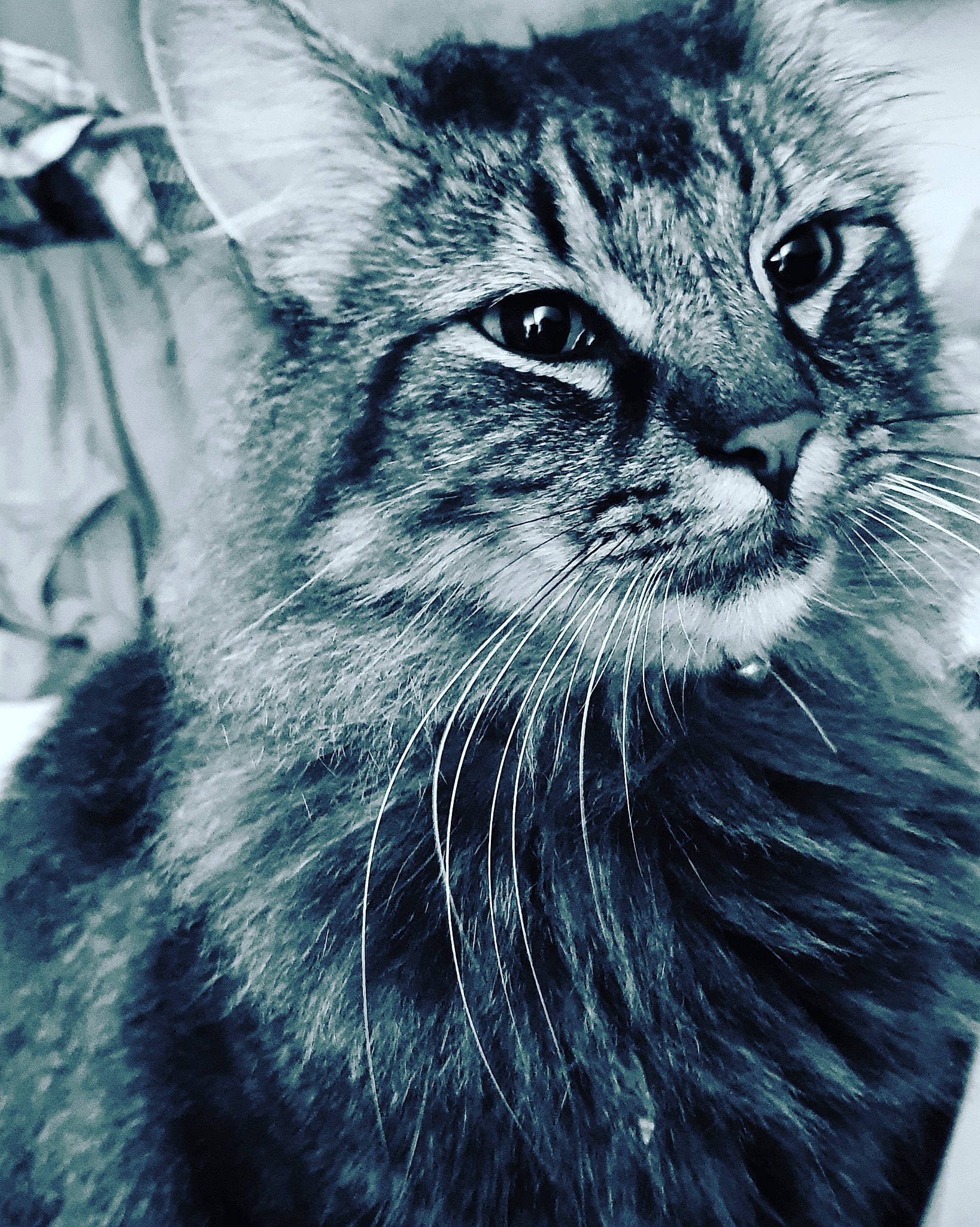 Harrison is registered to the contest to win money with this photo: asian, black_and_white, carnivore, cat, close_up, domestic_long_haired_cat, domestic_short_haired_cat, dragon_li, european_shorthair, felidae, fur, kitten, mammal, norwegian_forest_cat, siberian, small_to_medium_sized_cats, snout, tabby_cat, whiskers, wild_cat