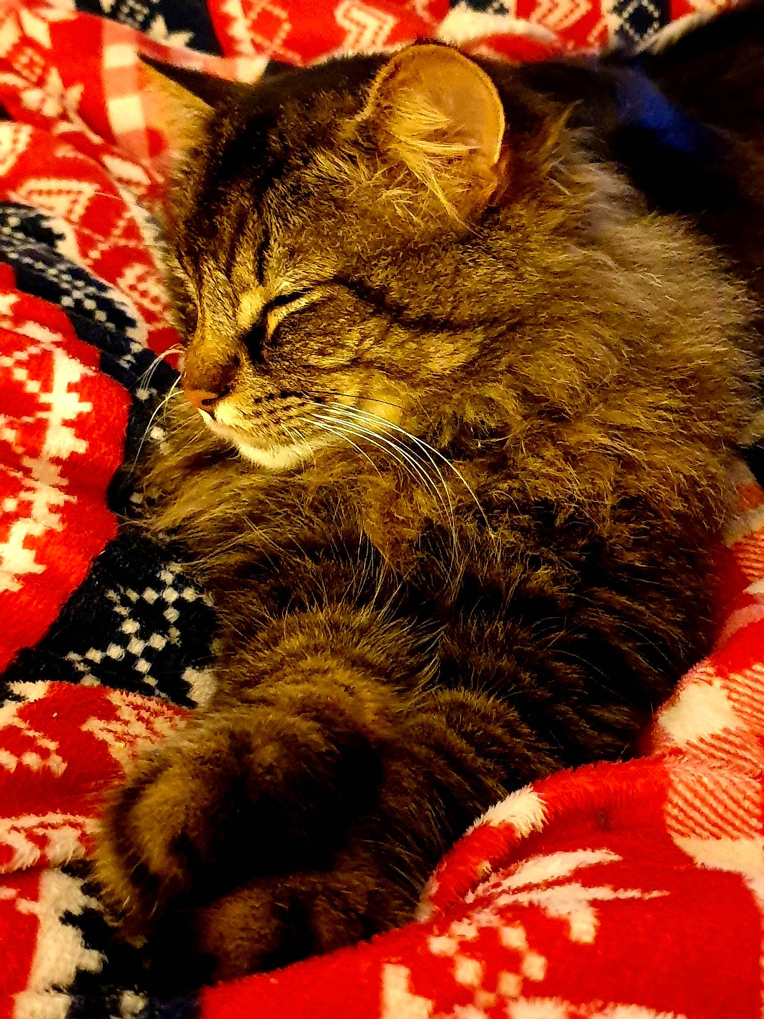 Harrison is registered to the contest to win money with this photo: asian, california_spangled, carnivore, cat, domestic_short_haired_cat, dragon_li, european_shorthair, felidae, fur, german_rex, kitten, pixie_bob, small_to_medium_sized_cats, snout, tabby_cat, whiskers