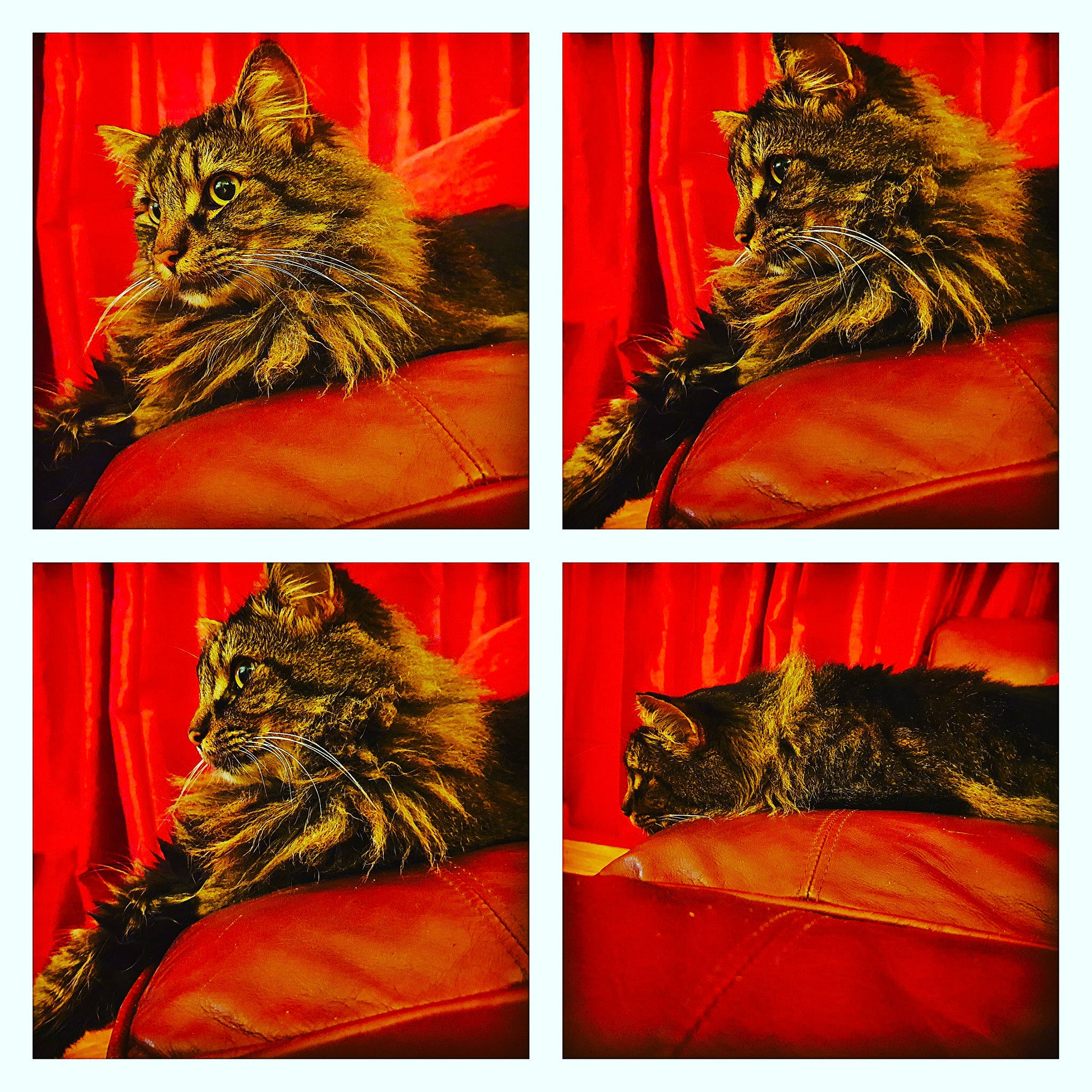 Harrison joined the competition — help win amazing prizes! art, carnivore, cat, collage, domestic_short_haired_cat, european_shorthair, felidae, fur, maine_coon, norwegian_forest_cat, organism, small_to_medium_sized_cats, tabby_cat, whiskers, wild_cat, wildlife