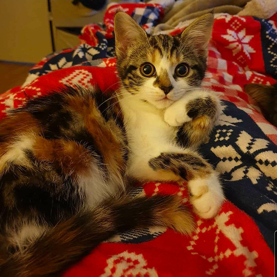 Pip joined the competition — help win amazing prizes! american_shorthair, american_wirehair, asian, carnivore, cat, domestic_short_haired_cat, european_shorthair, felidae, fur, kitten, mammal, small_to_medium_sized_cats, tabby_cat, toyger, whiskers