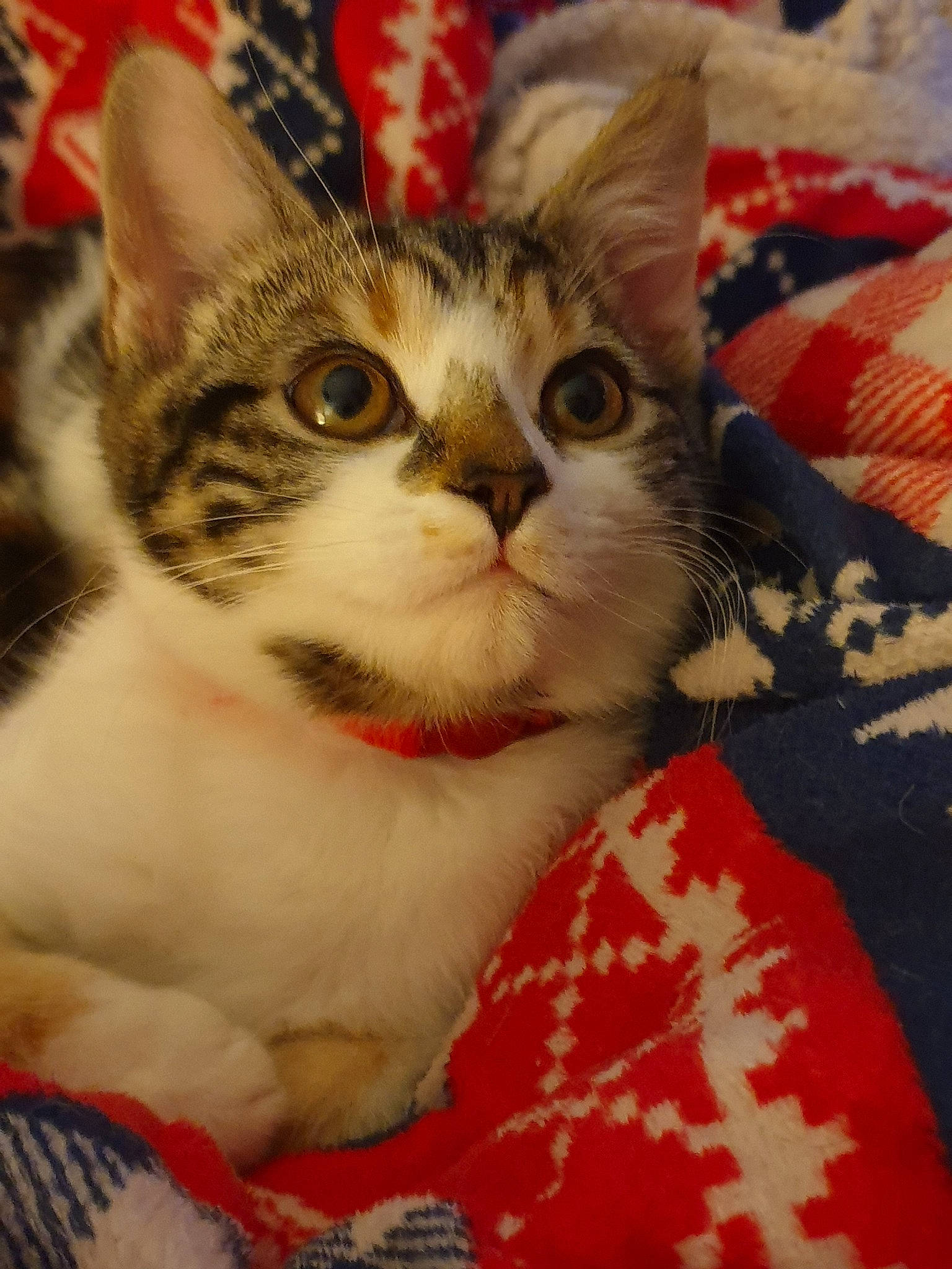 Pip joined the competition — help win amazing prizes! aegean_cat, american_shorthair, american_wirehair, asian, australian_mist, carnivore, cat, domestic_short_haired_cat, european_shorthair, fawn, felidae, kitten, mammal, polydactyl_cat, small_to_medium_sized_cats, tabby_cat, whiskers