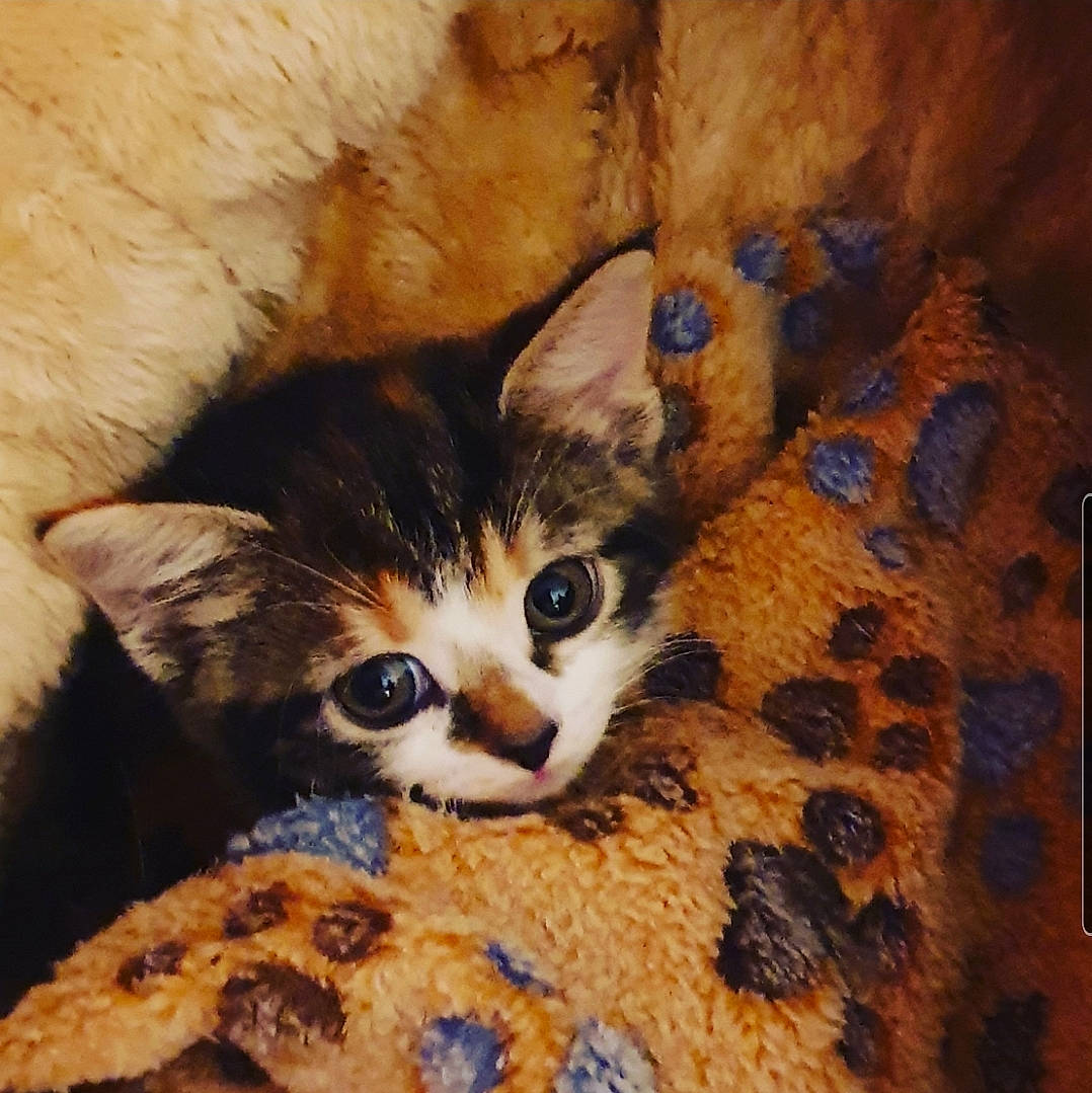 Pip joined the competition — help win amazing prizes! aegean_cat, american_wirehair, arabian_mau, asian, carnivore, cat, domestic_short_haired_cat, european_shorthair, fawn, felidae, fur, kitten, ojos_azules, small_to_medium_sized_cats, tabby_cat, whiskers