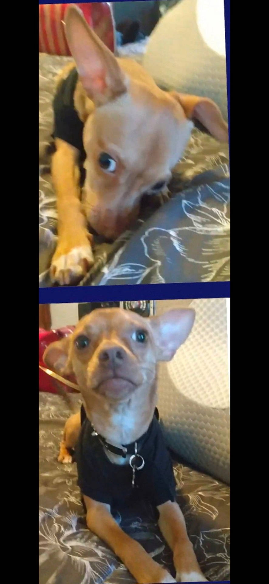 animal, ball, bostonbull, bulldog, canine, chihuahua, couch, cushion, dog, frenchbulldog, furniture, homedecor, hound, indoors, interiordesign, pet, pitbull, puppy, sport, tennis