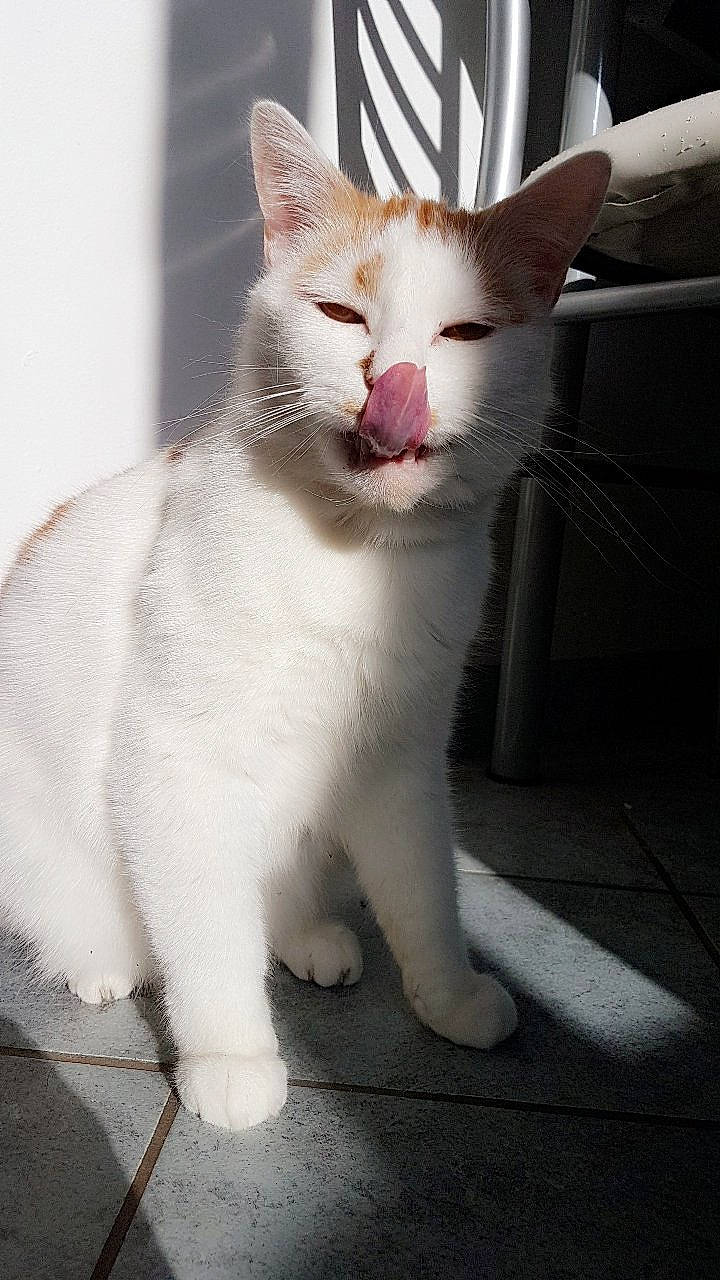 Mallow participe au concours pour gagner de l'argent avec cette photo : carnivore, cat, domestic_short_haired_cat, felidae, fur, paw, small_to_medium_sized_cats, snout, tail, terrestrial_animal, whiskers, window