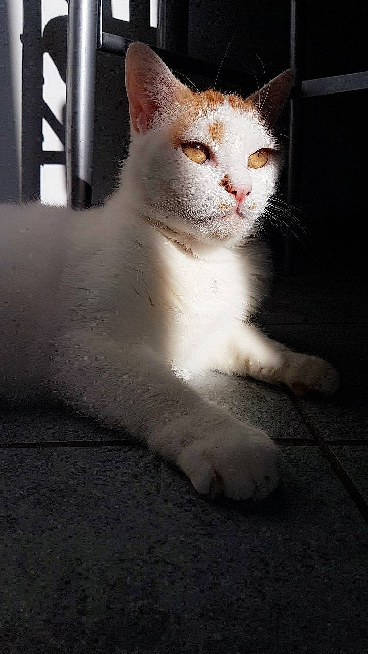 Mallow participe au concours pour gagner de l'argent avec cette photo : carnivore, cat, claw, domestic_short_haired_cat, fawn, felidae, flooring, foot, fur, paw, sitting, small_to_medium_sized_cats, snout, tail, terrestrial_animal, whiskers, window