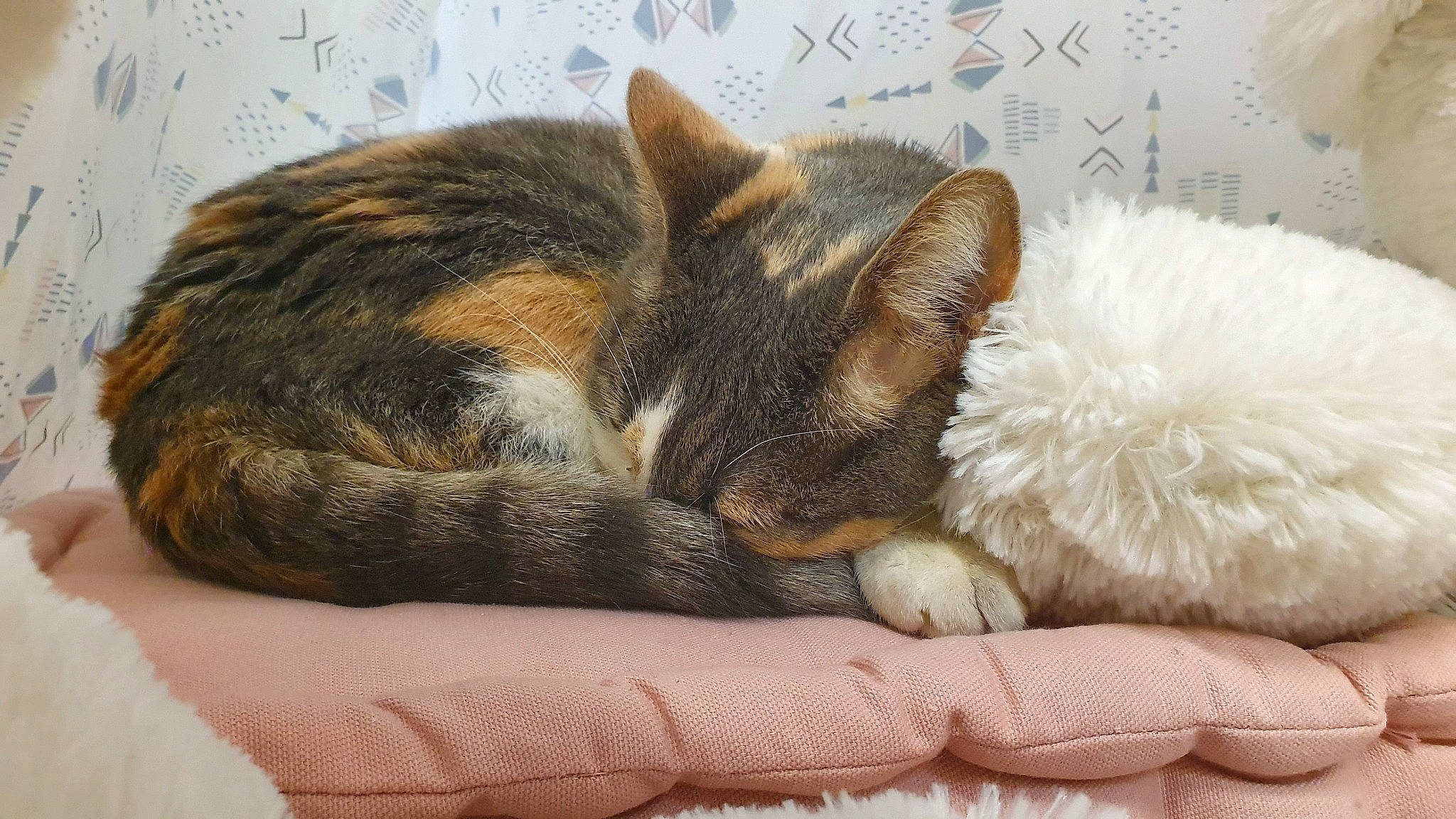 Féline participe au concours pour gagner de l'argent avec cette photo : bedtime, carnivore, cat, cat_bed, cat_supply, claw, comfort, domestic_short_haired_cat, fawn, felidae, fur, linens, paw, small_to_medium_sized_cats, snout, tail, terrestrial_animal, textile, whiskers, wildlife